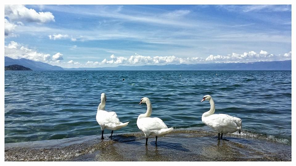 Villa Metulevi Ohrid Ngoại thất bức ảnh
